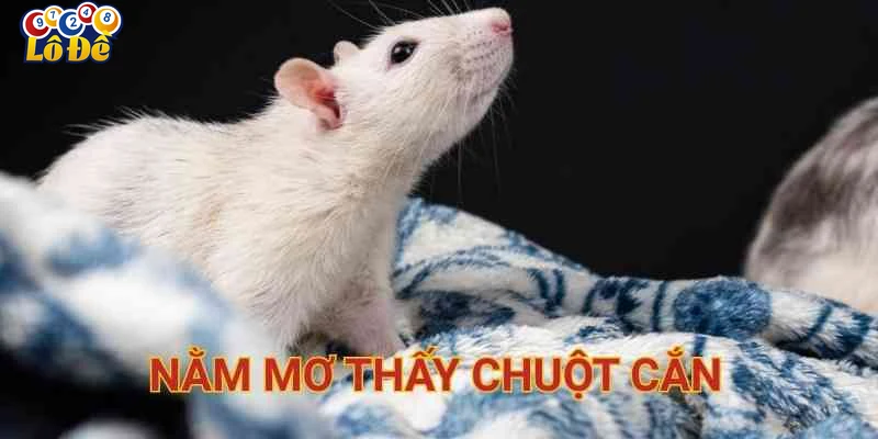 Ý nghĩa tâm linh và điềm báo giấc mơ