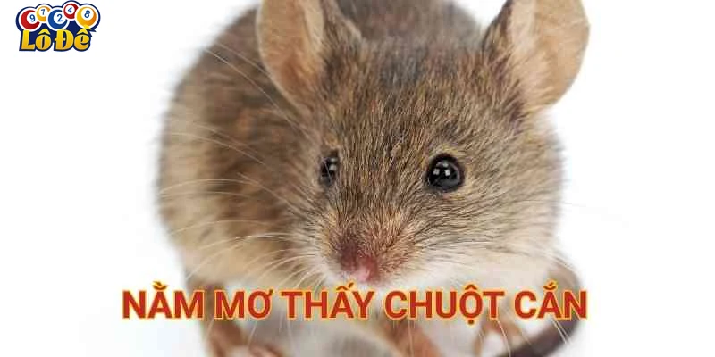 Phân loại giấc mơ cụ thể và ứng dụng thực tiễn
