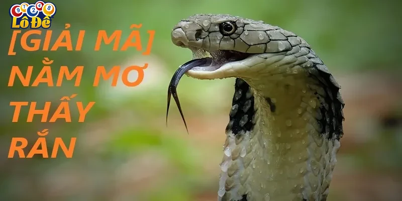 giai-ma-giac-mo-thay-ran-trong-linh-vuc-lo-de-va-ca-cuoc Giải mã giấc mơ thấy rắn trong lĩnh vực Lô đề và cá cược