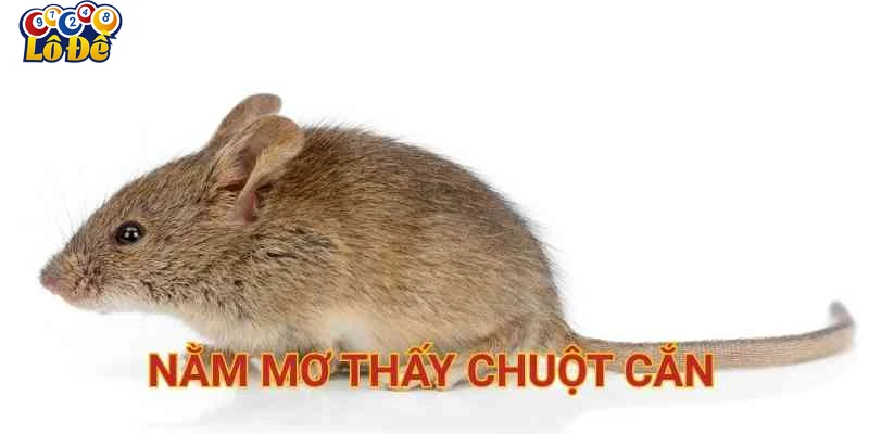 Hướng dẫn áp dụng giấc mơ vào Lô đề và lời khuyên